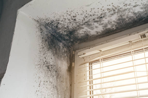 Affordable Attic Mold Removal solutions in Newport News, VA
