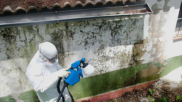 Top rated local Attic Mold Removal specialists in Newport News, VA